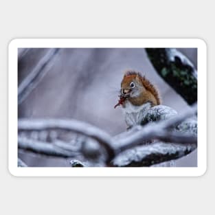 Winter Squrrel Sticker